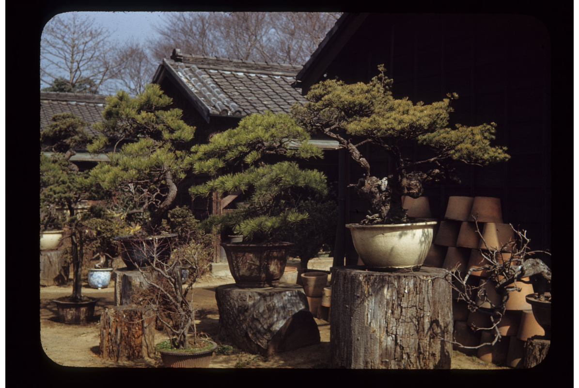 Imperial Palace Collection (2), 1949, by Lennox Tierney